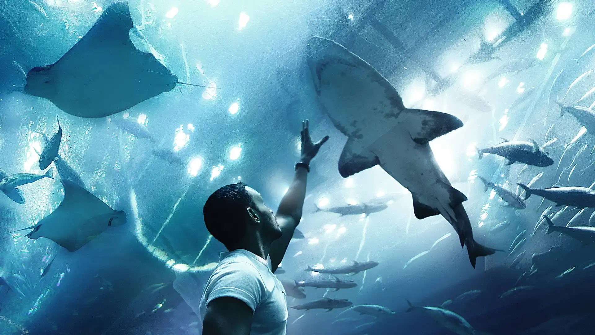 Dubai Aquarium & Underwater Zoo is home to thousands of aquatic animals, including sharks, rays, and exotic fish. Located inside Dubai Mall, it offers a walk-through tunnel for an immersive experience. Visitors can also enjoy cage snorkeling and shark diving for a closer encounter with marine life.