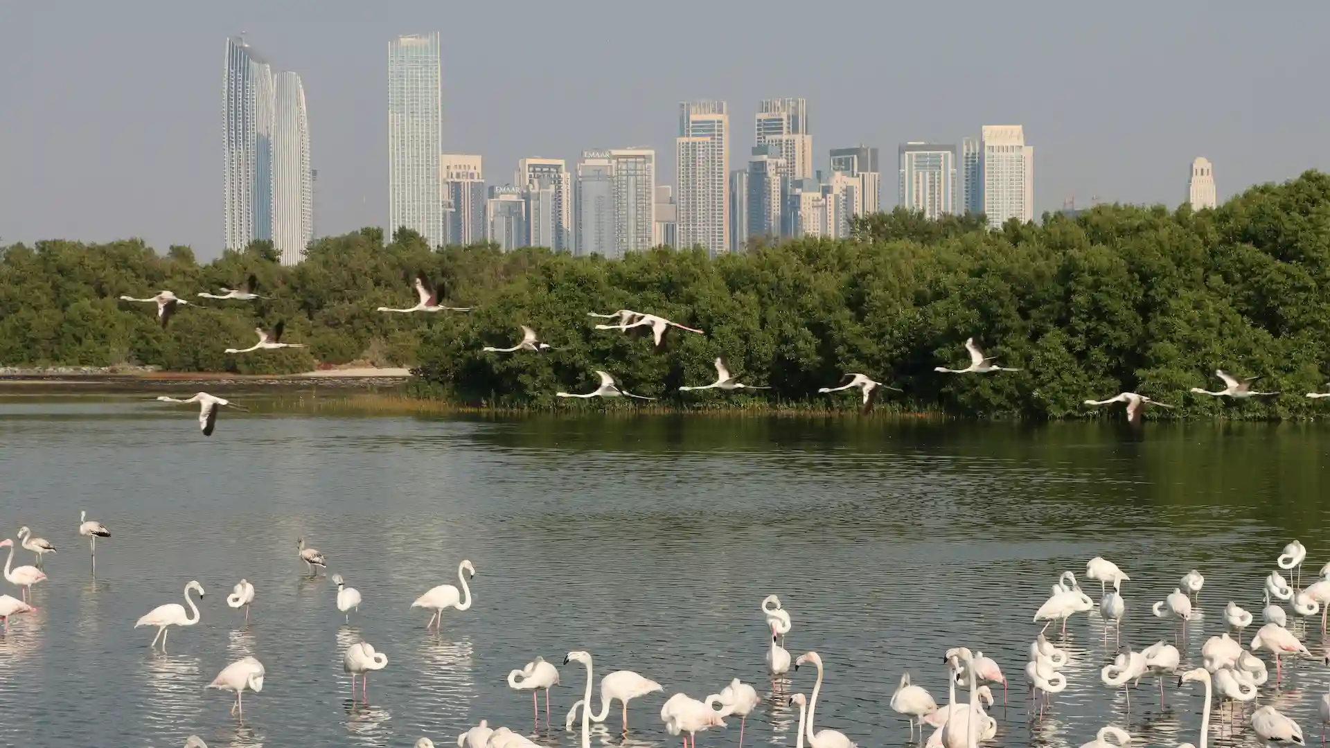 Ras Al Khor Wildlife Sanctuary is a protected area attracting migratory birds and home to hundreds of flamingos. Located on the outskirts of Dubai, it offers a peaceful escape from the city and features viewing platforms for birdwatching. The sanctuary is ideal for nature lovers and photographers.