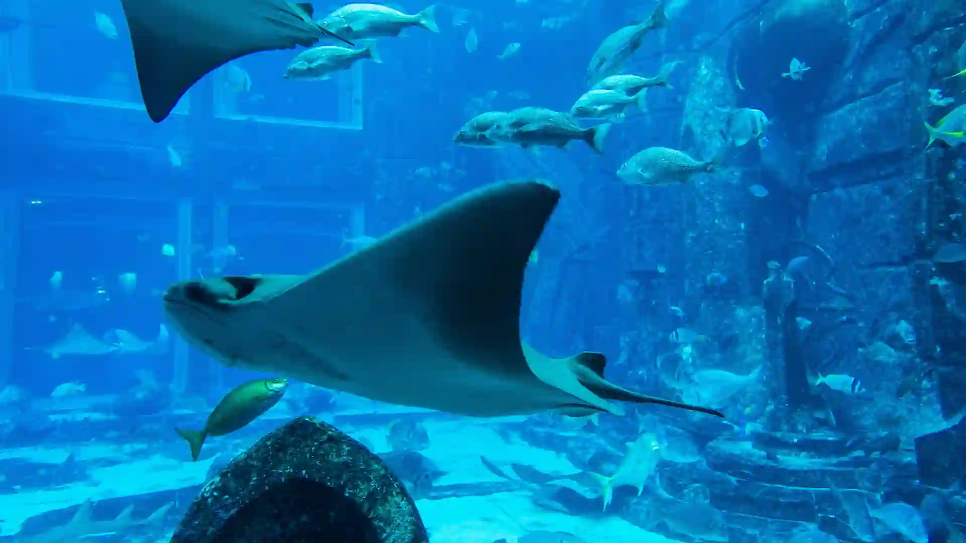 Located at Atlantis, The Palm, The Lost Chambers Aquarium lets visitors explore the underwater world through themed exhibits. It features diverse marine life, from exotic fish to sharks. Interactive displays and touch pools make it a family-friendly attraction for marine enthusiasts.