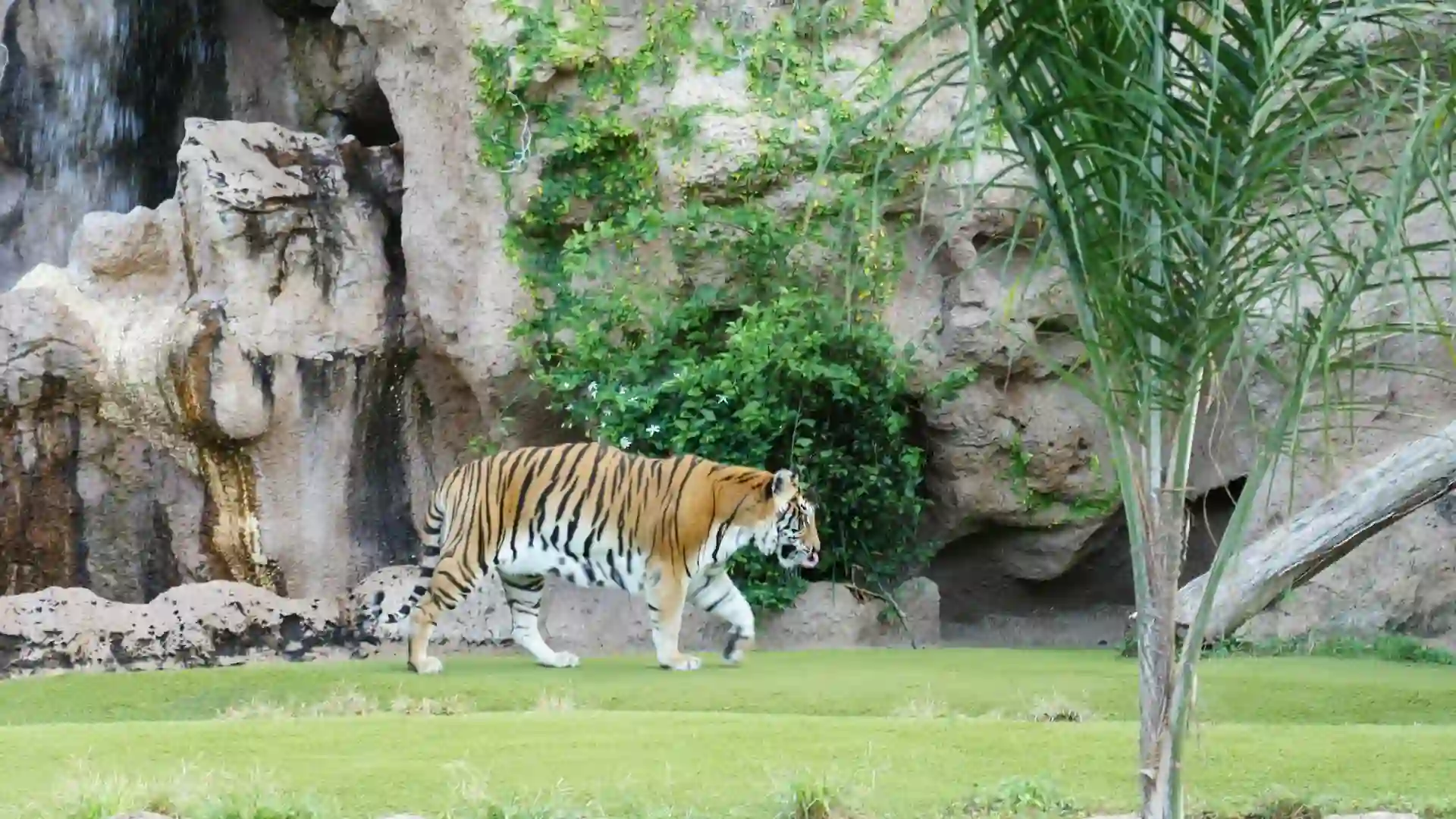 Loro Parque is a must-visit family destination, housing diverse wildlife, from parrots to orcas. The park is celebrated for its conservation efforts and world-class animal exhibits.